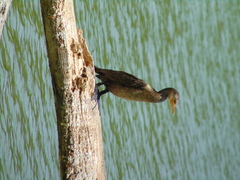 Nannopterum brasilianum
