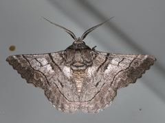 Hypobapta diffundens