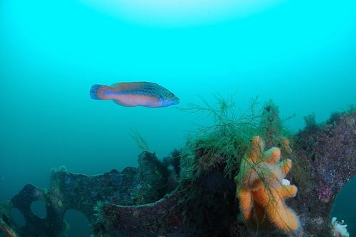Cuckoo wrasse