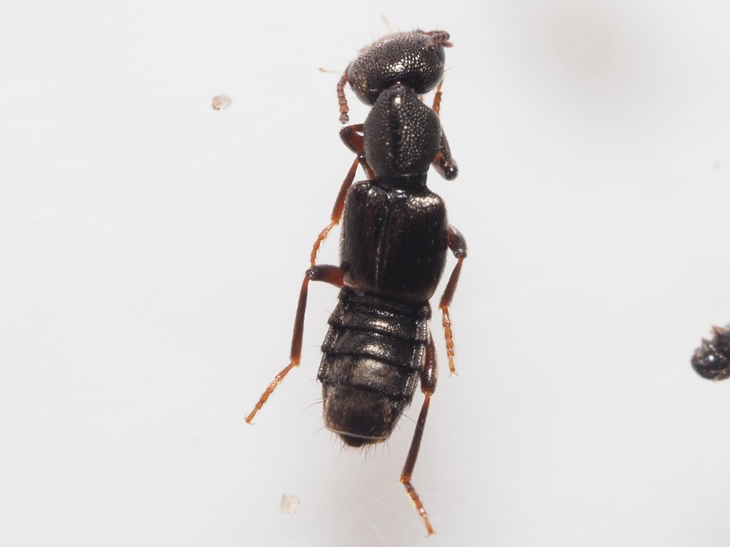 Rugilus orbiculatus