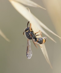 Masarinae
