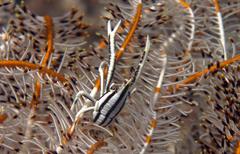 Allogalathea elegans