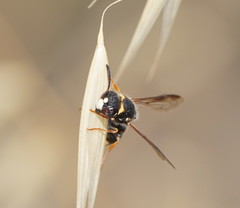 Masarinae