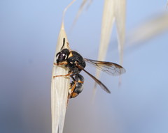 Masarinae