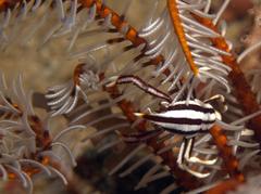 Allogalathea elegans