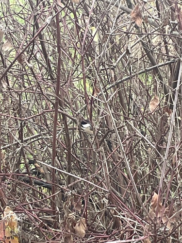 Black-capped Chickadee