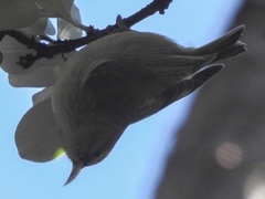 Chlorodrepanis virens virens