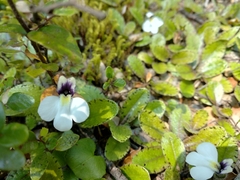Mazus radicans