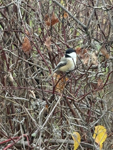 Black-capped Chickadee