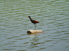 Jacana jacana