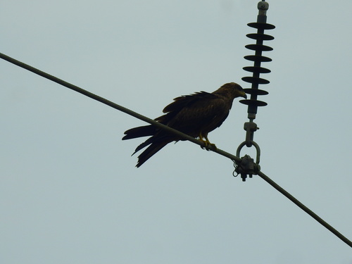Western Black Kite