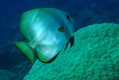 Platax boersii