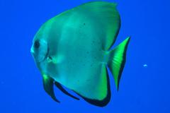 Platax boersii