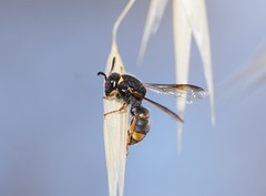 Masarinae