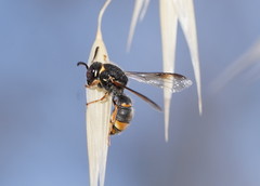 Masarinae