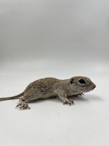 Ardilla de tierra punteada observed by jorge_ramos