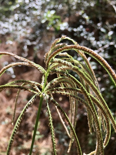 weeping fingergrass (Eustachys distichophylla)