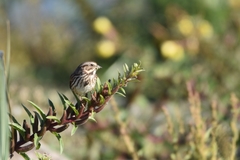 Melospiza melodia image