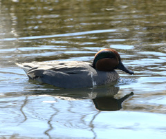 Anas crecca carolinensis