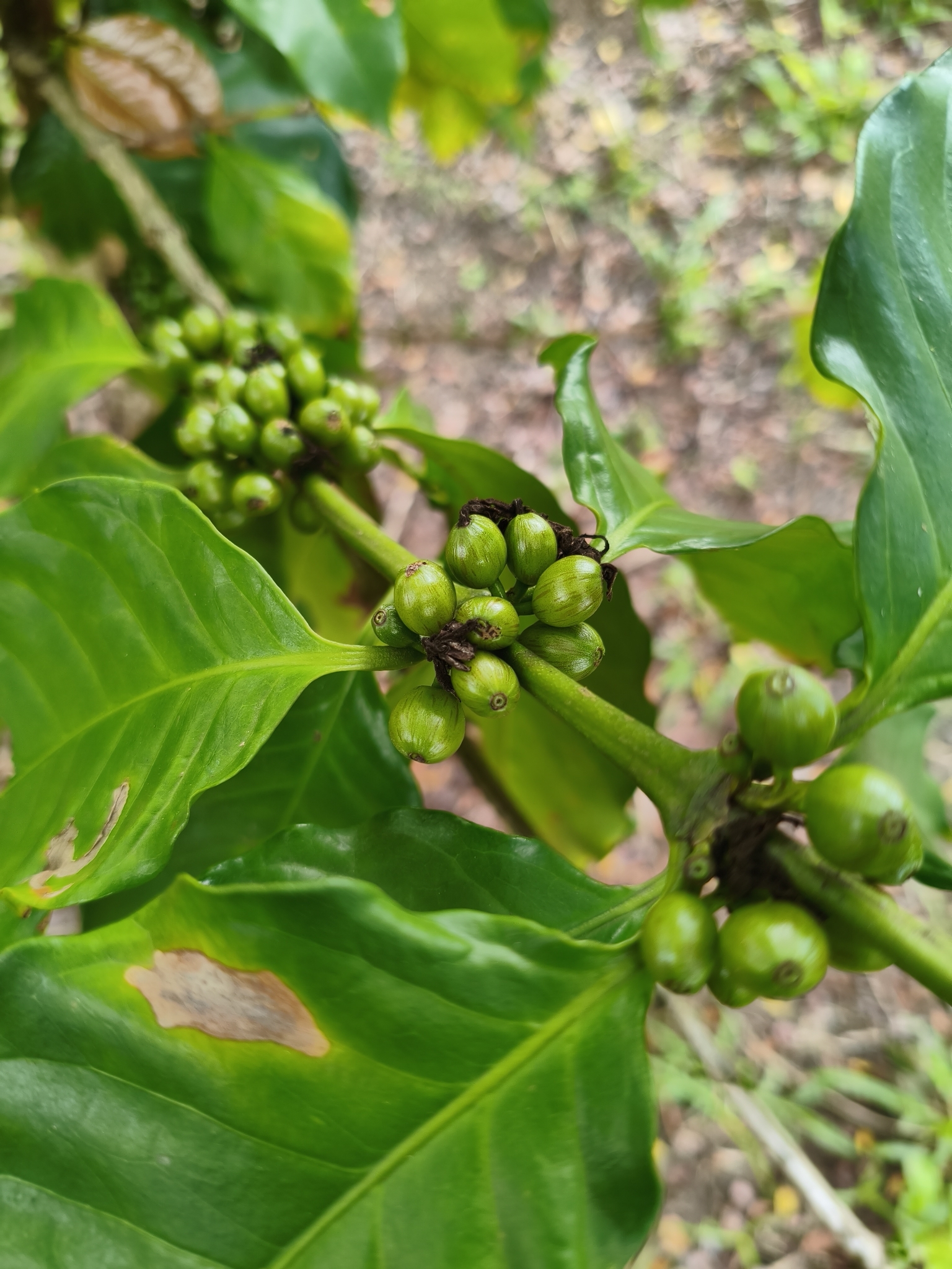 Coffea arabica