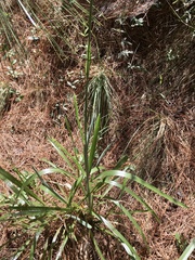 Eustachys distichophylla