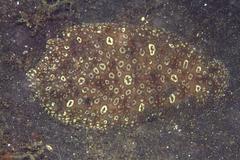 Pardachirus pavoninus