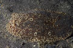 Pardachirus pavoninus