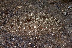 Pardachirus pavoninus