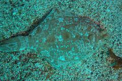 Pleuronichthys coenosus