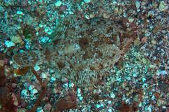 Pleuronichthys coenosus