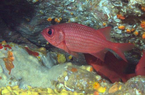 Panamic Soldierfish