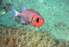 Myripristis hexagona