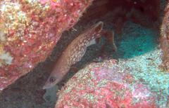 Rypticus bicolor