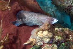 Rypticus saponaceus