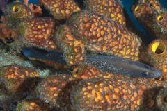 Rypticus saponaceus