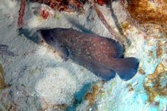 Rypticus saponaceus