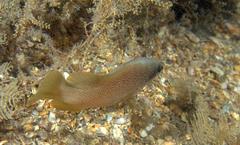 Rypticus bistrispinus