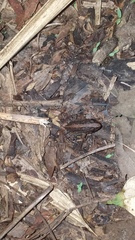 Adenomera hylaedactyla