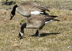 Branta canadensis
