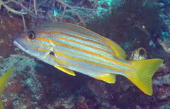 Lutjanus carponotatus