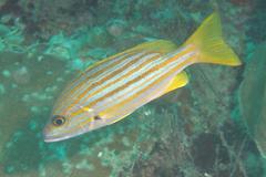 Lutjanus carponotatus