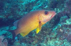 Lutjanus russellii