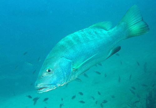 Pacific Cubera Snapper