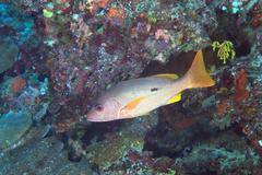 Lutjanus monostigma