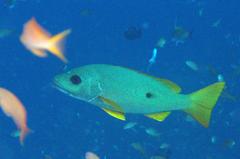 Lutjanus monostigma