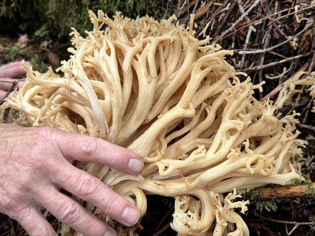 Ramaria foetida