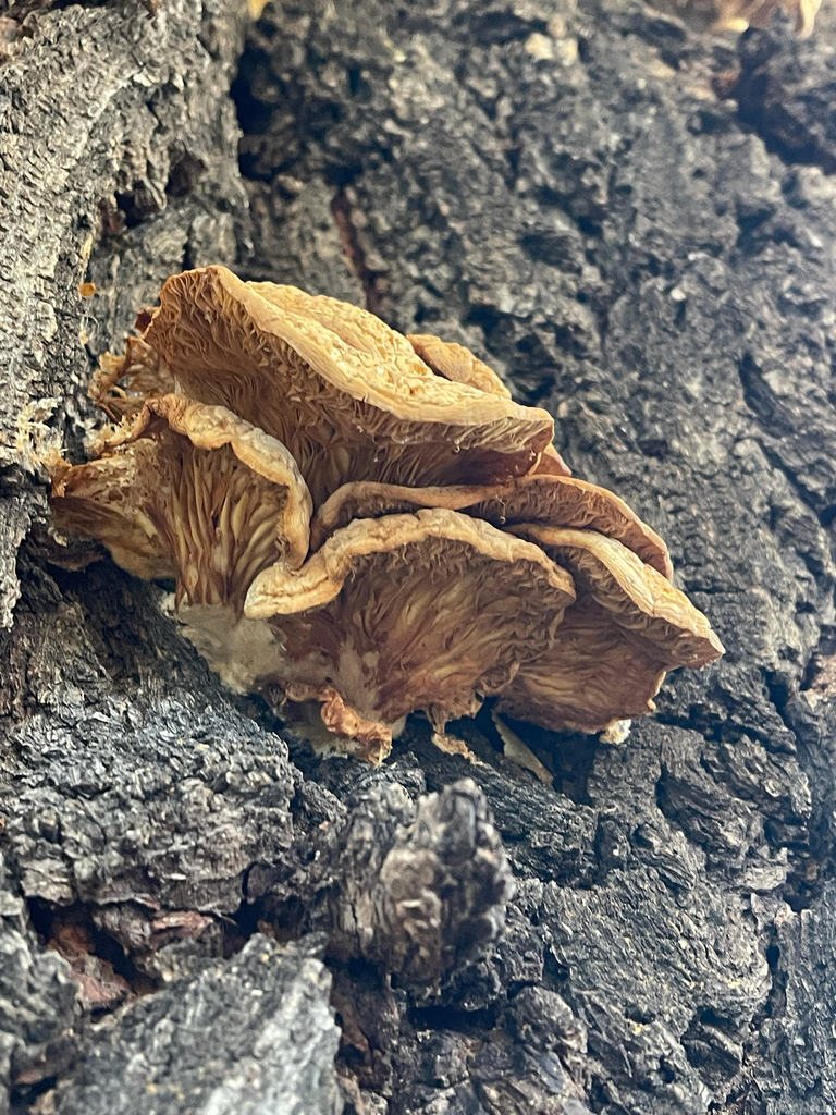 Pleurotus pulmonarius · November 2025 · photo: © anthroveritas (iNaturalist, cc0)
