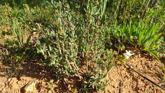 Erepsia bracteata, photograph (c) Paul Emms, some rights reserved (CC BY-SA)