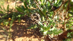 Erepsia bracteata, photograph (c) Paul Emms, some rights reserved (CC BY-SA)