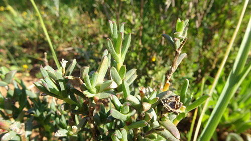 Bract Spoonfig (Erepsia bracteata)